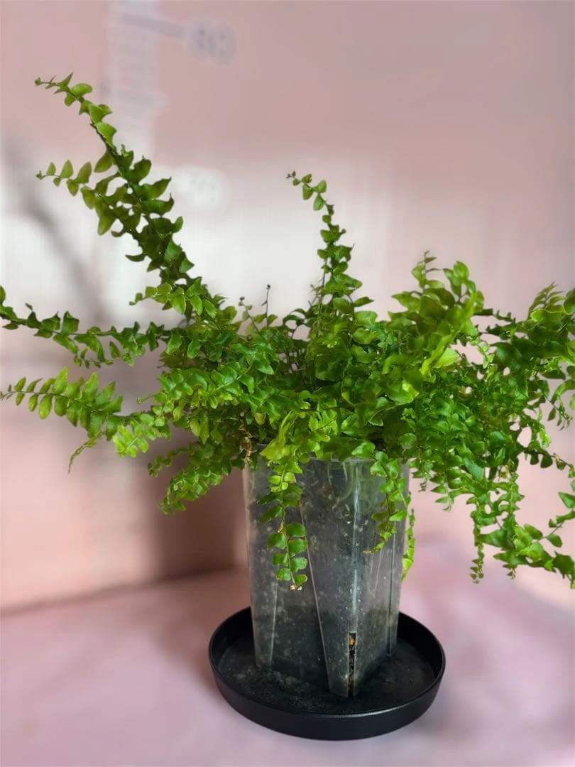 Cây lan cảnh (Nephrolepis)