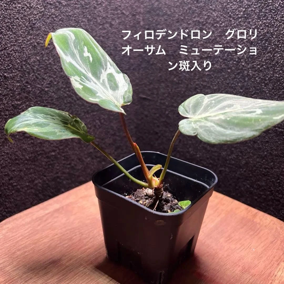 Cây Philodendron Gloriosum Mutation Variegata kèm cây con!