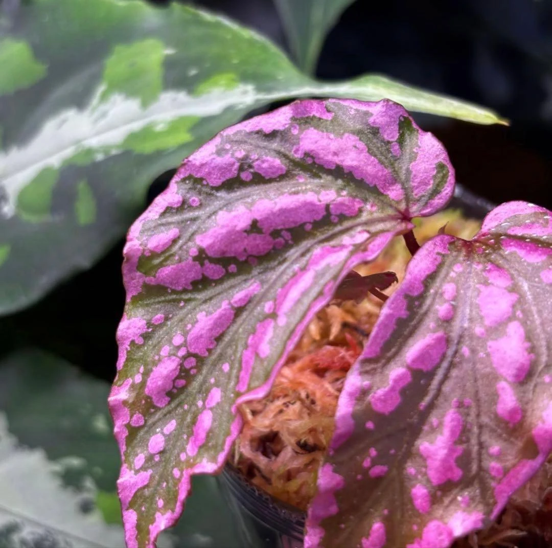 Cây Begonia sp. Crazy Pink (Hồng Điên) Lô hàng LA
