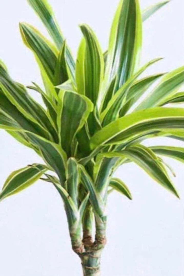 Cây Dracaena warneckii 'Lemon Lime'