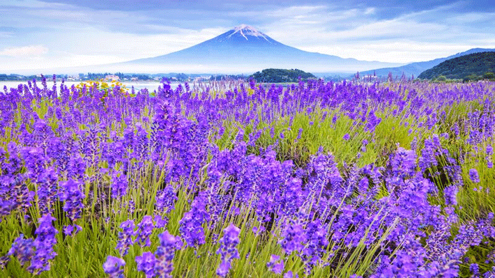 Tour Nhật Bản 6N6Đ: Osaka - Kyoto - Núi Phú Sĩ - Tokyo Disneyland