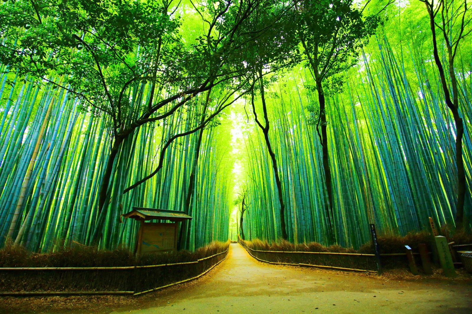 DU LỊCH NHẬT BẢN: HANEDA – TOKYO – SHIBUYA – TOYOHASHI