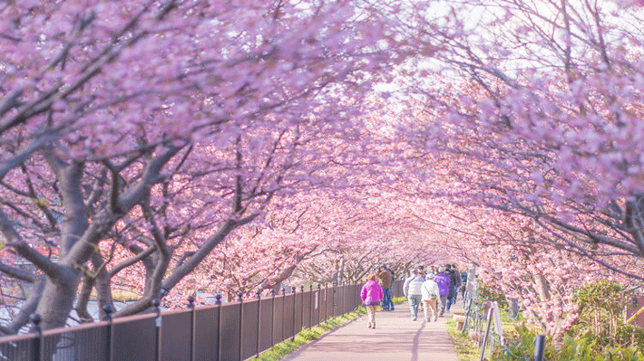 TOUR NHẬT BẢN 5N5Đ: HCM – YAMANASHI – TAKAYAMA – LÀNG CỔ SHIRAKAWAGO – HOA ANH ĐÀO